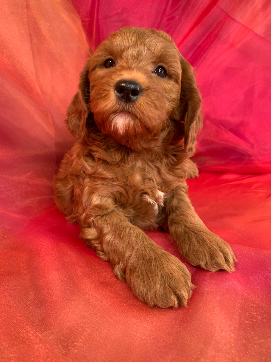 Male Miniature Goldendoodle, F1b, DOB 10-2-2022, $1200